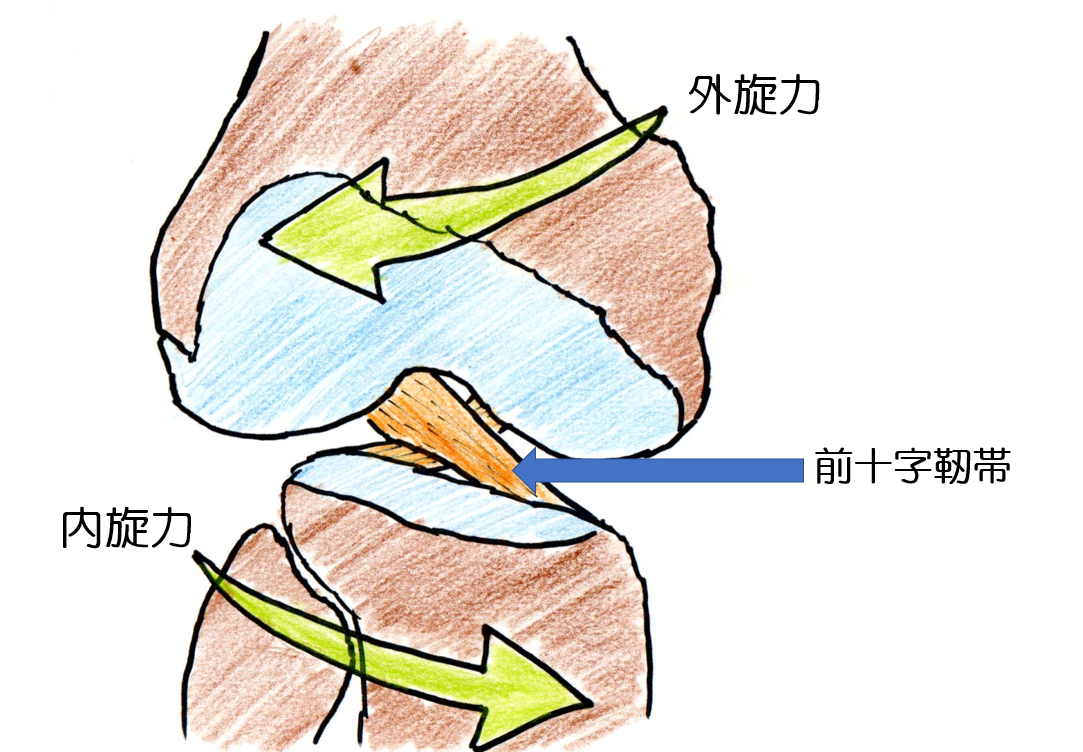 靭帯 断裂 と 損傷 の 違い